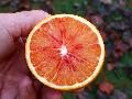 Louisiana Sweet Orange / Citrus sinensis 